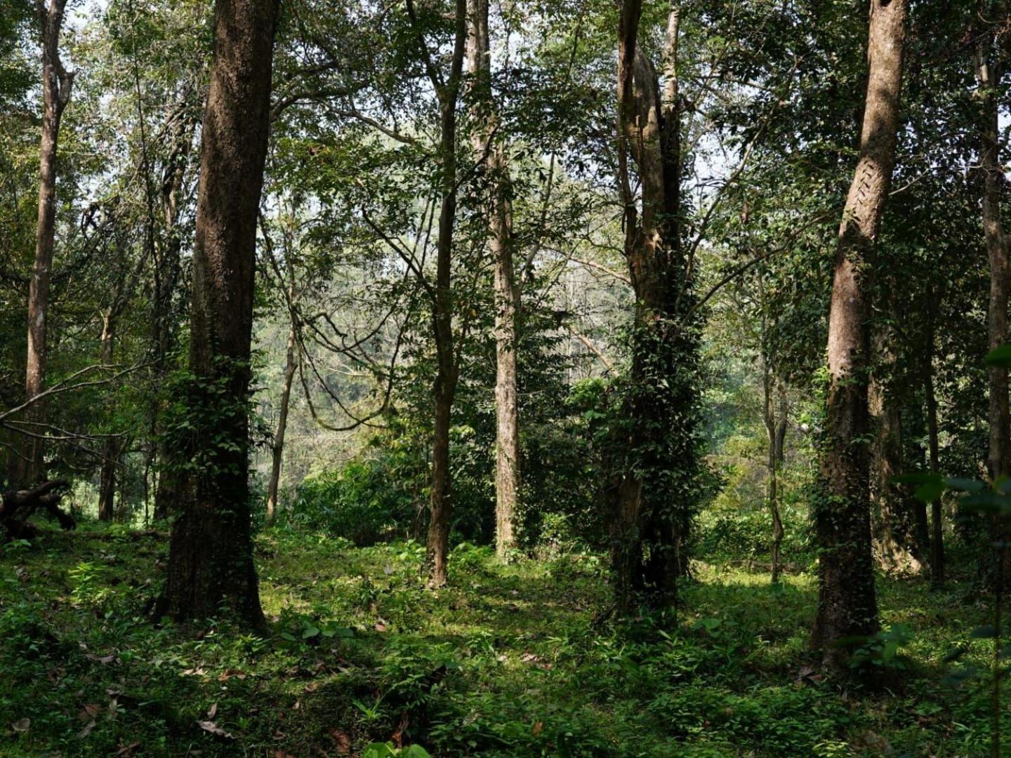 Sanjeevini Life Care Village - A Science Based Non - Invasive Holistic Wellness Destination Kochi Kültér fotó