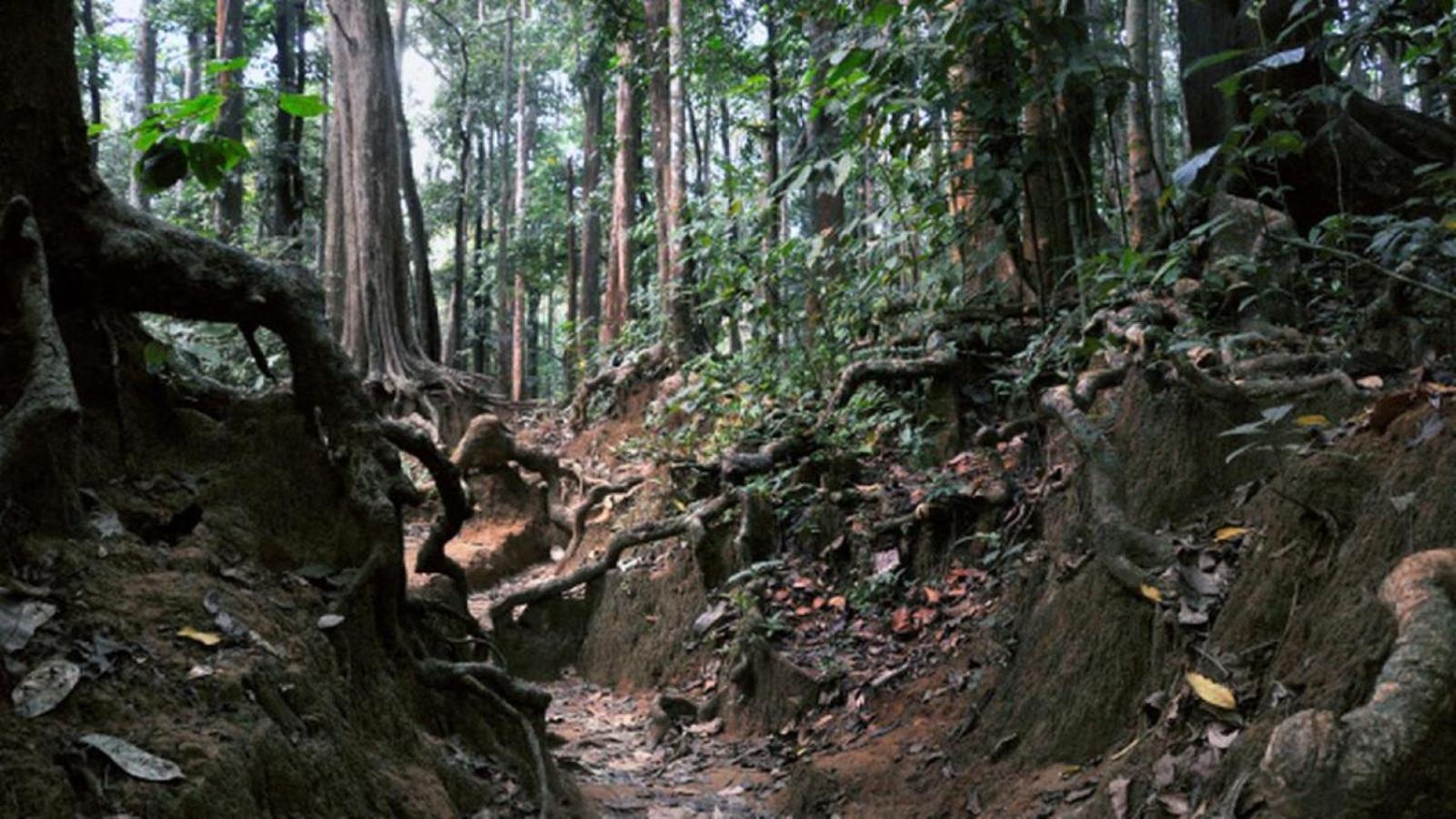 Sanjeevini Life Care Village - A Science Based Non - Invasive Holistic Wellness Destination Kochi Kültér fotó